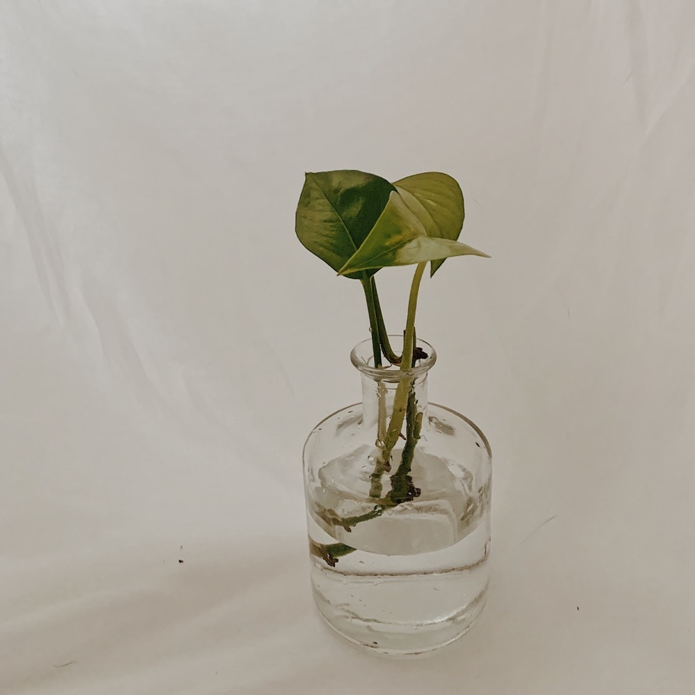 Propagation Vase with Mirror Tray